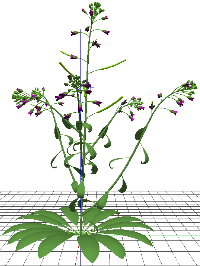Virtual arabidopsis